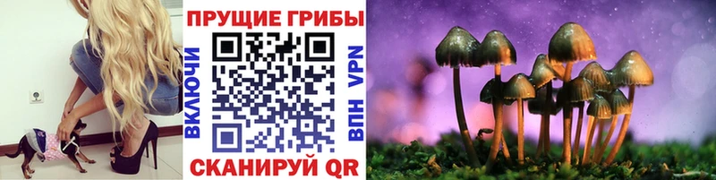 закладка  Якутск  Псилоцибиновые грибы Cubensis 